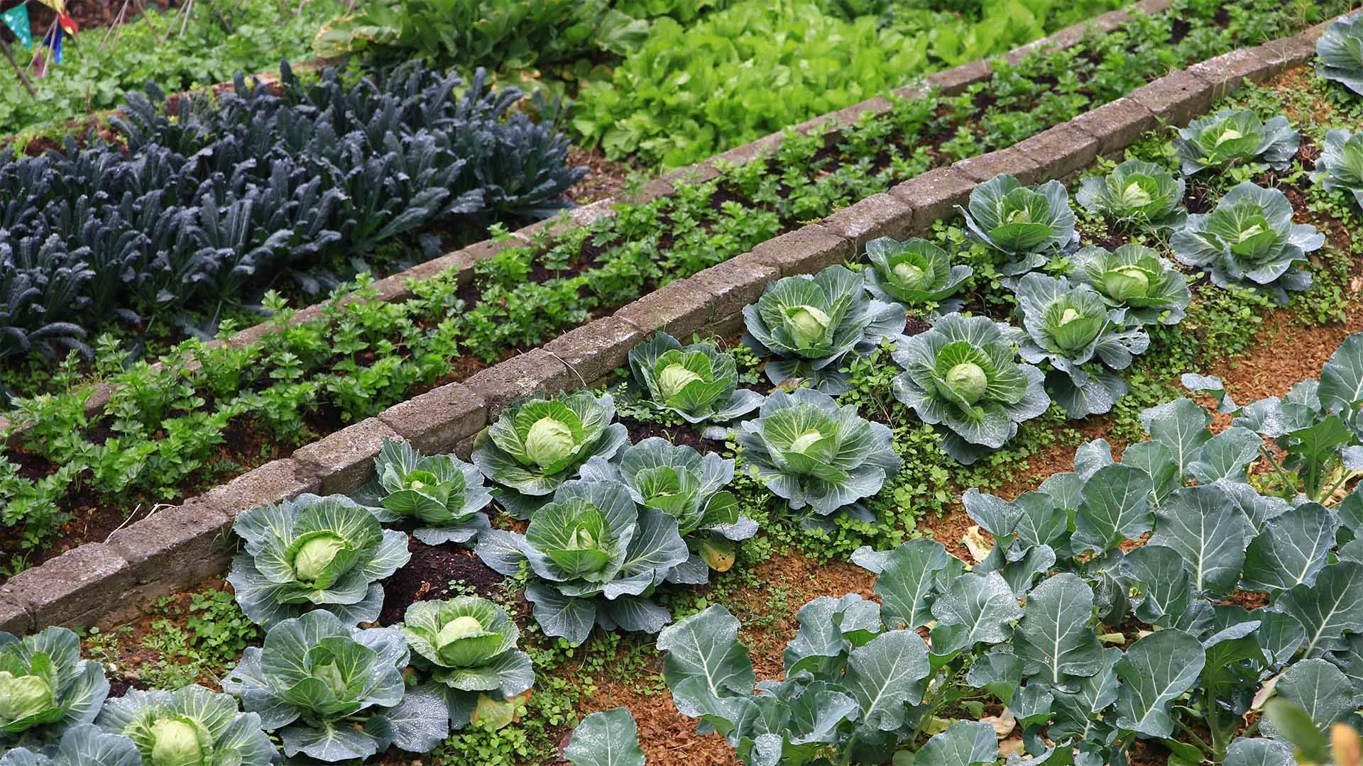 Neatly organized rows of various leafy green vegetables, including cabbage, growing in a well-maintained garden or farm setting.