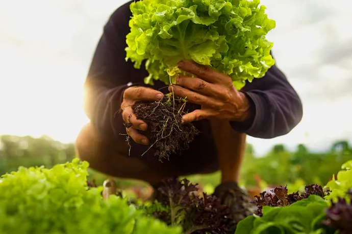fresh Batavia lettuce from the garden