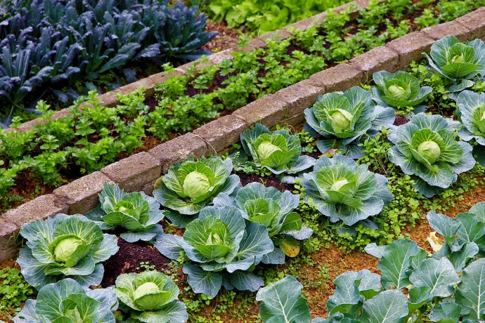 garden with ready-to-pick greens